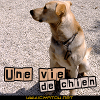 une vie de chien